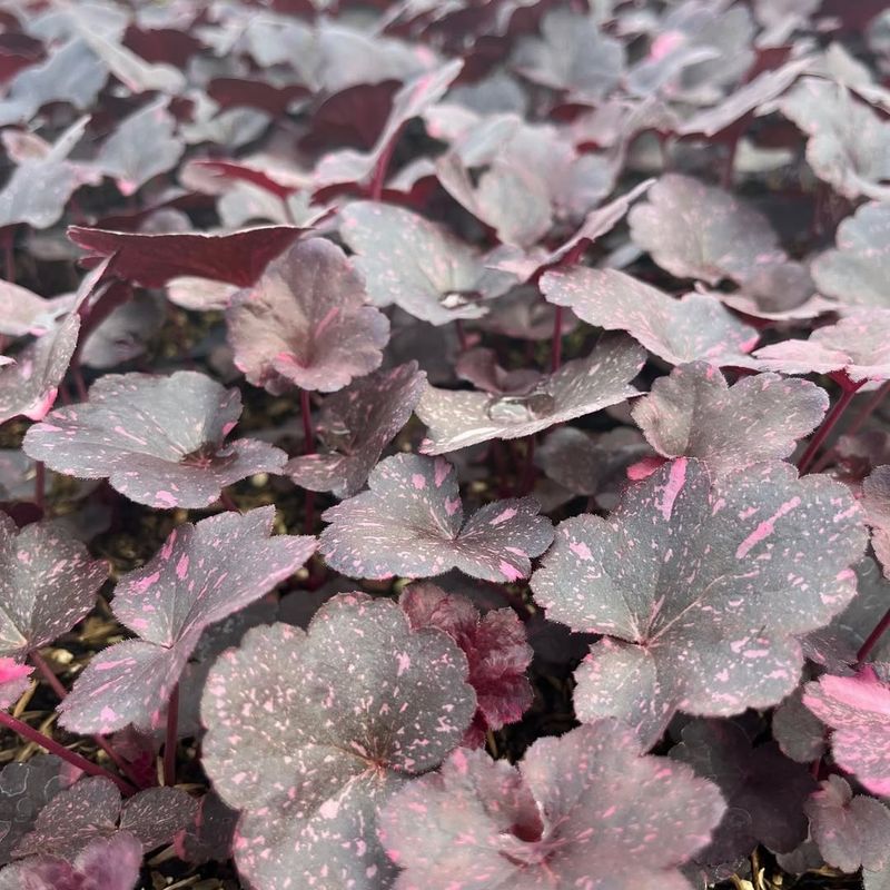 Heuchera ‘Midnight Rose’
