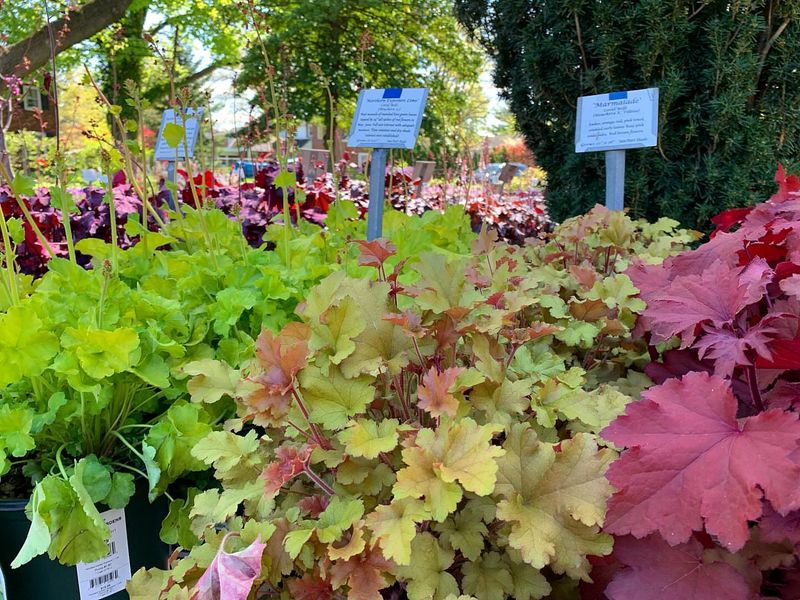 Heuchera ‘Lime Marmalade’