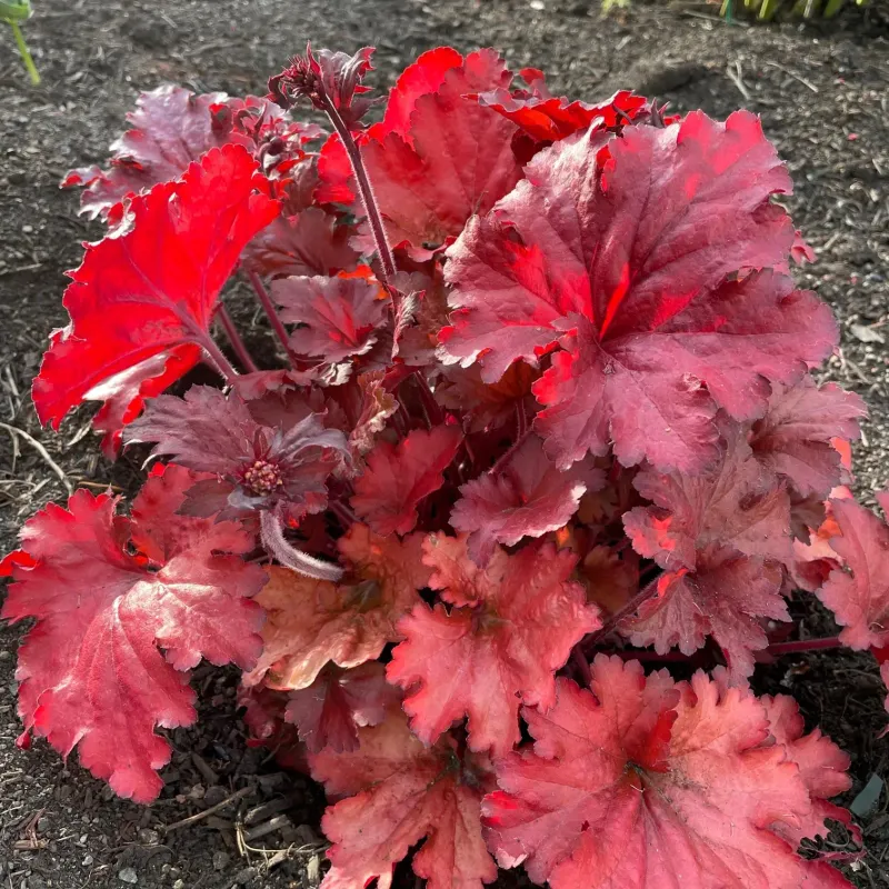Heuchera ‘Fire Alarm’