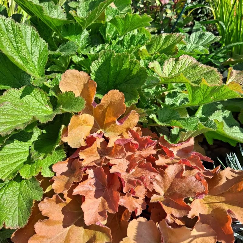 Heuchera ‘Caramel’