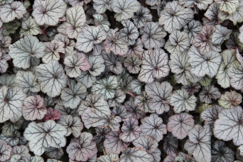 Heuchera ‘Silver Scrolls’