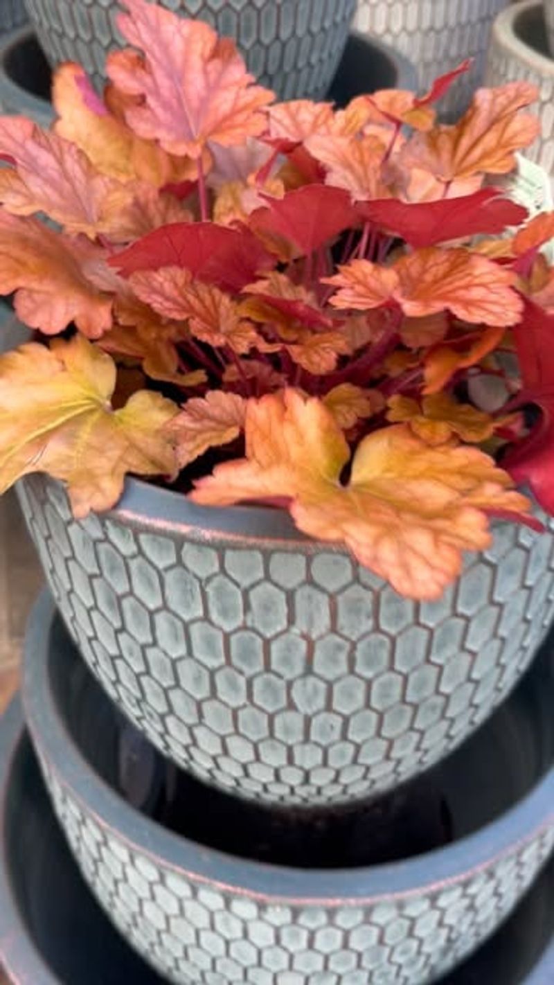 Heuchera ‘Peach Flambé’