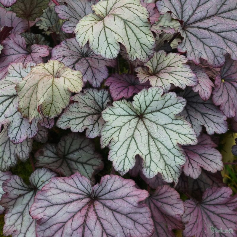 Heuchera ‘Spellbound’