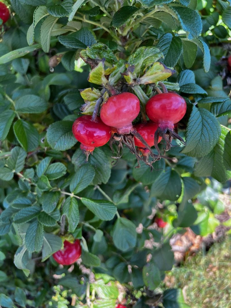 Pomegranate