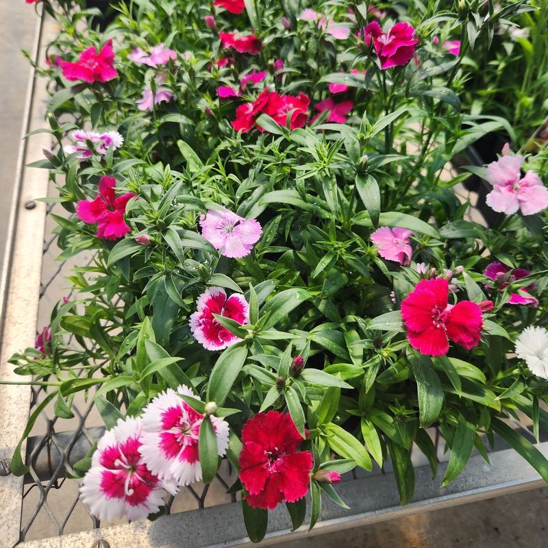 Dianthus