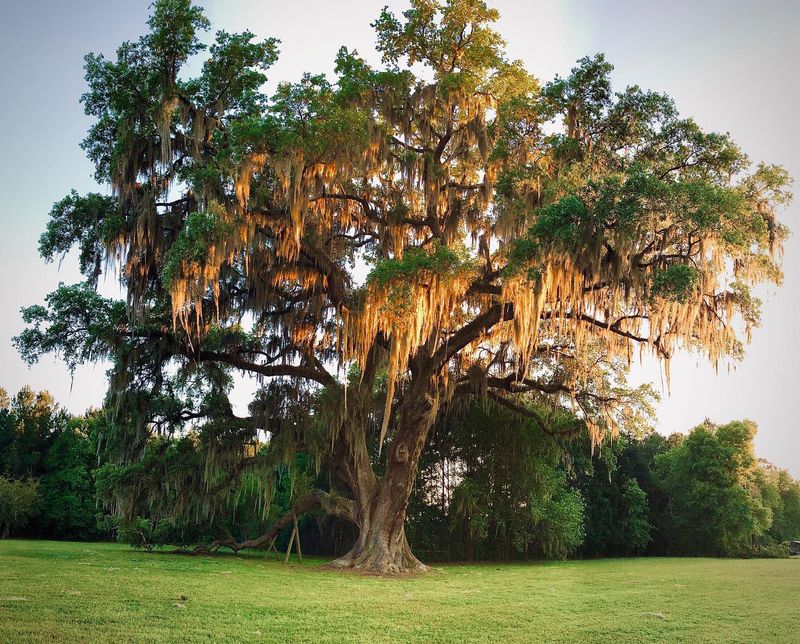 Live Oak