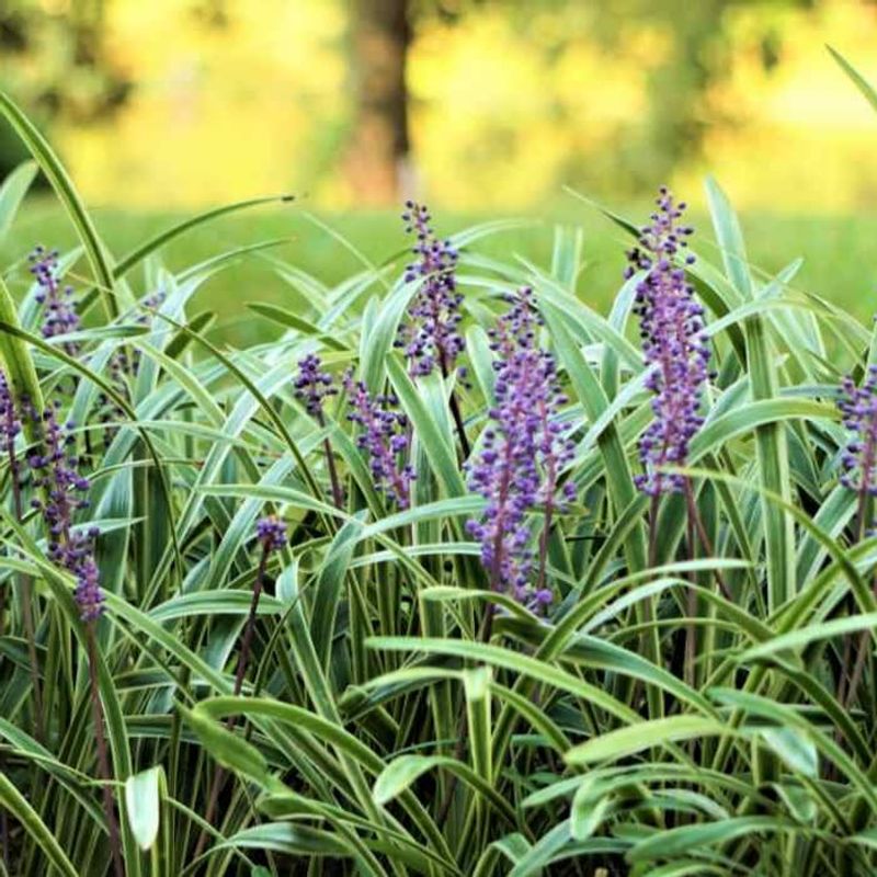 Liriope