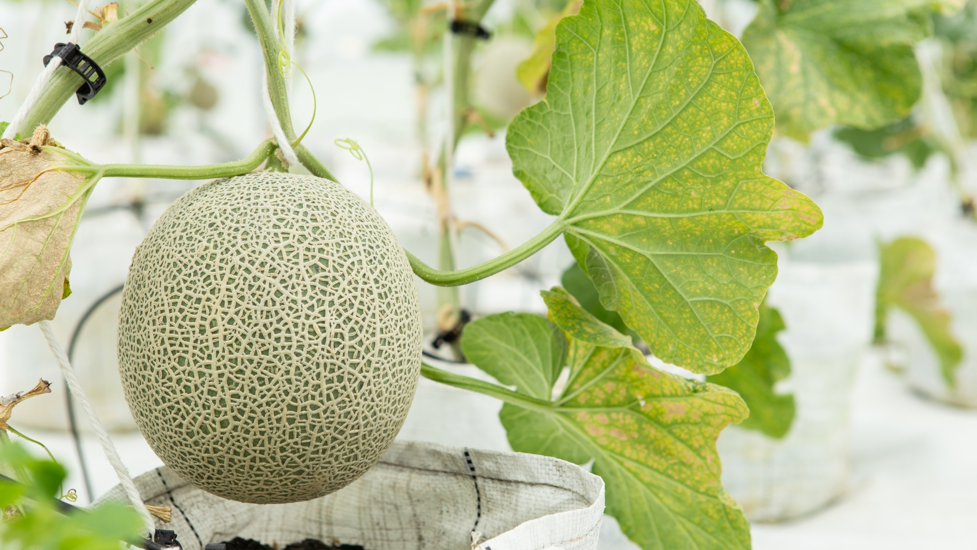 How To Grow Juicy, Nutrient-Packed Cantaloupe (And Avoid Every Common Problem)
