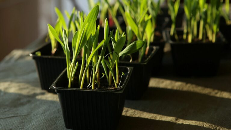 corn plant growing in pots