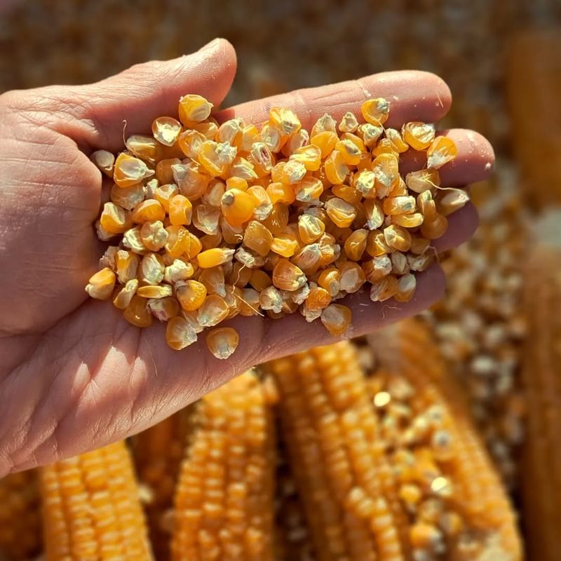 Selecting the Right Seeds