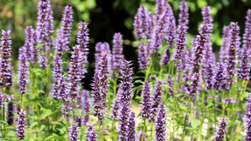 Agastache rugosa blossoms