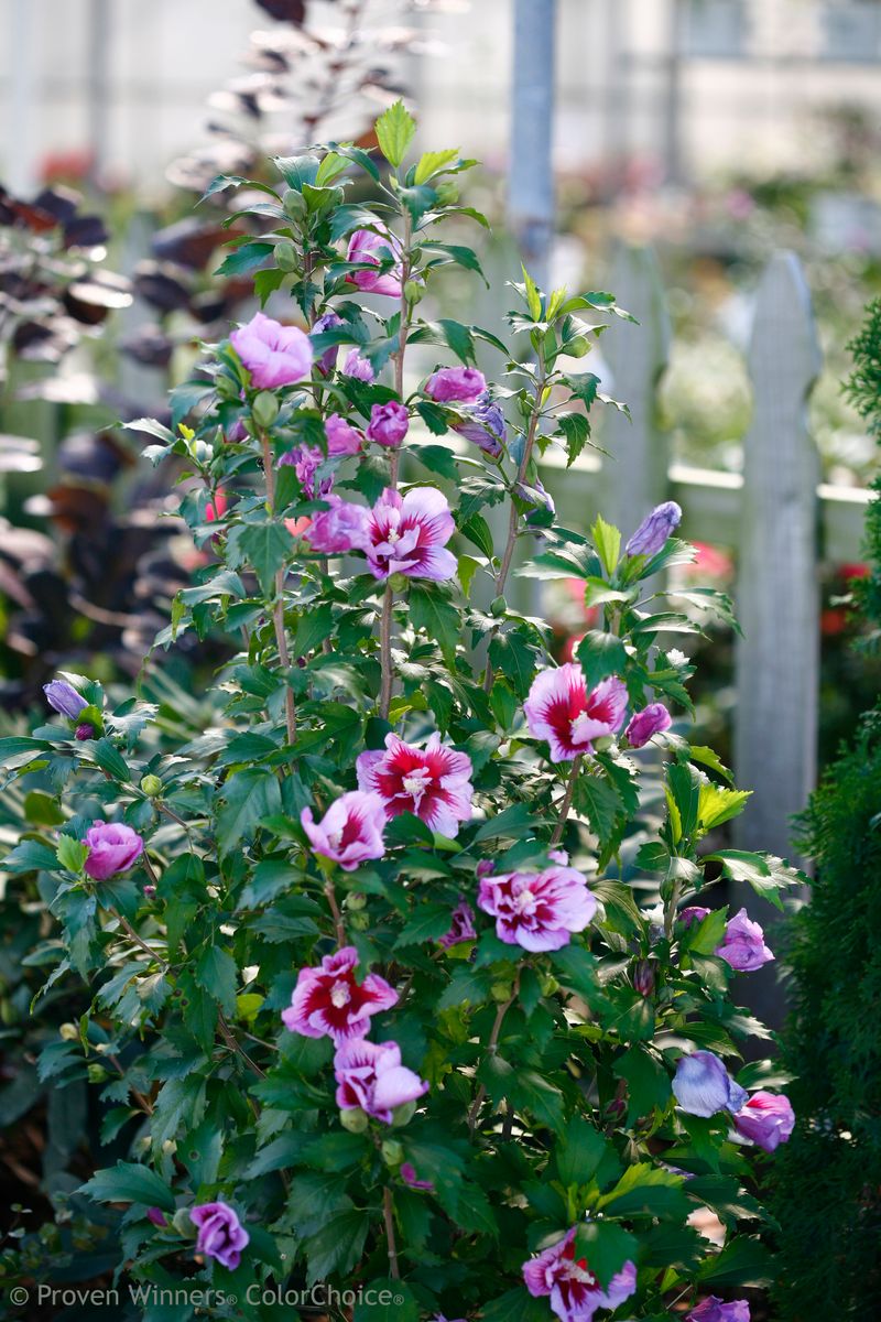 Rose of Sharon