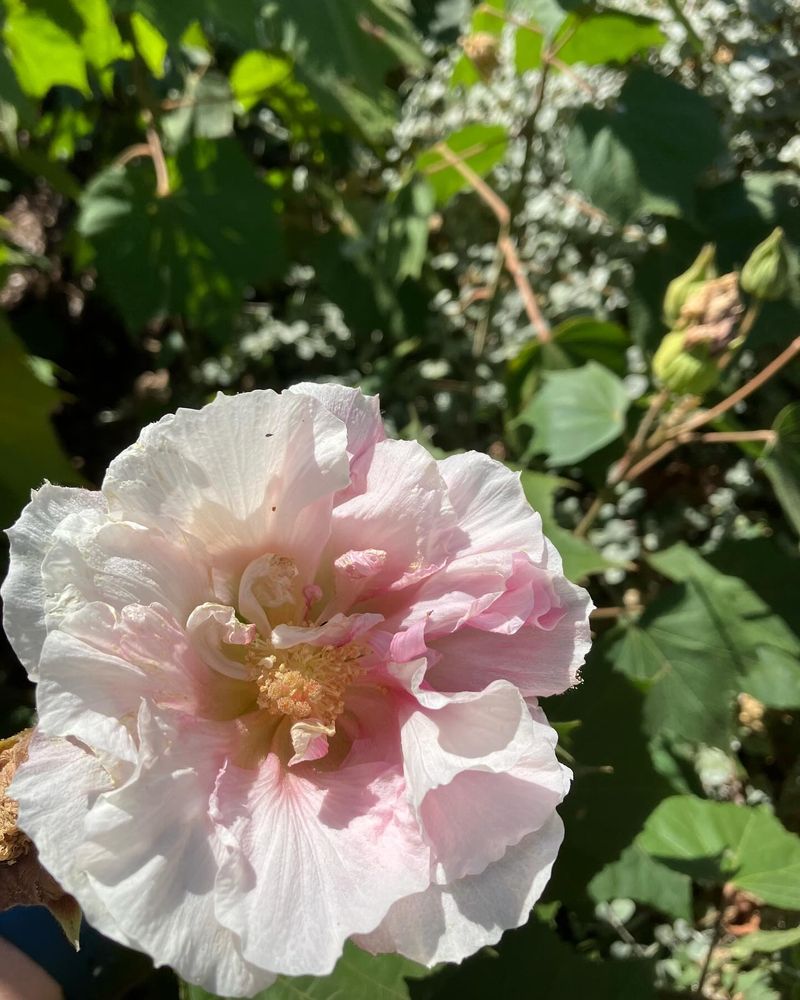 Rose of Sharon