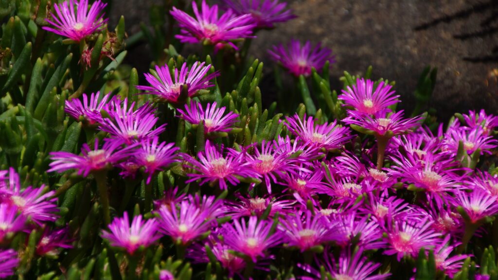 ice plant