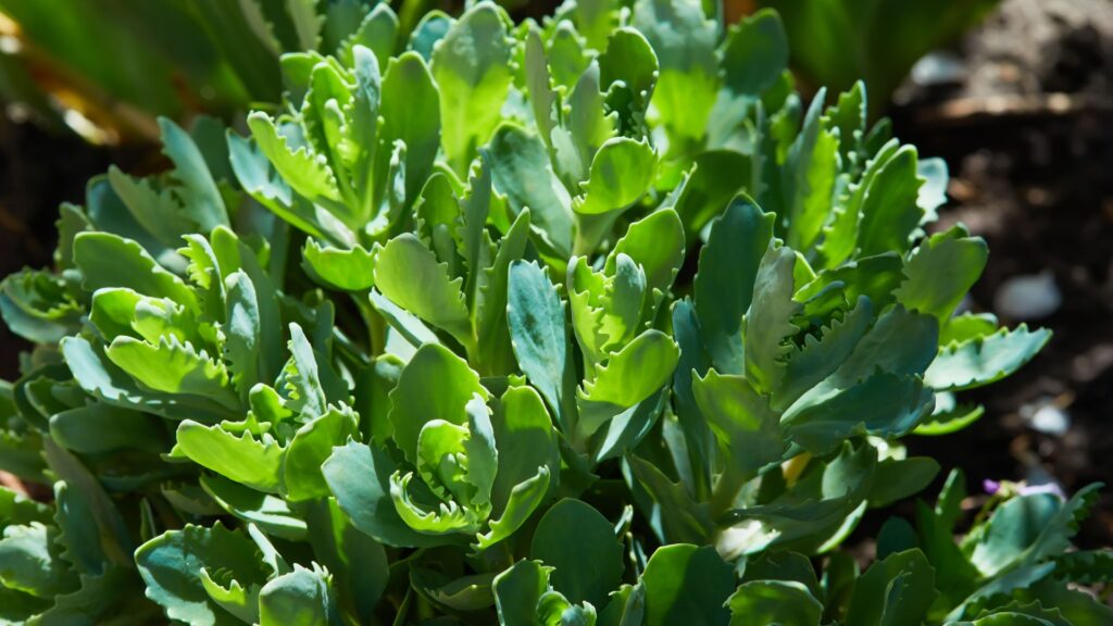 ice plant