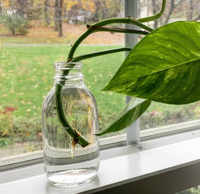 Using Tap Water