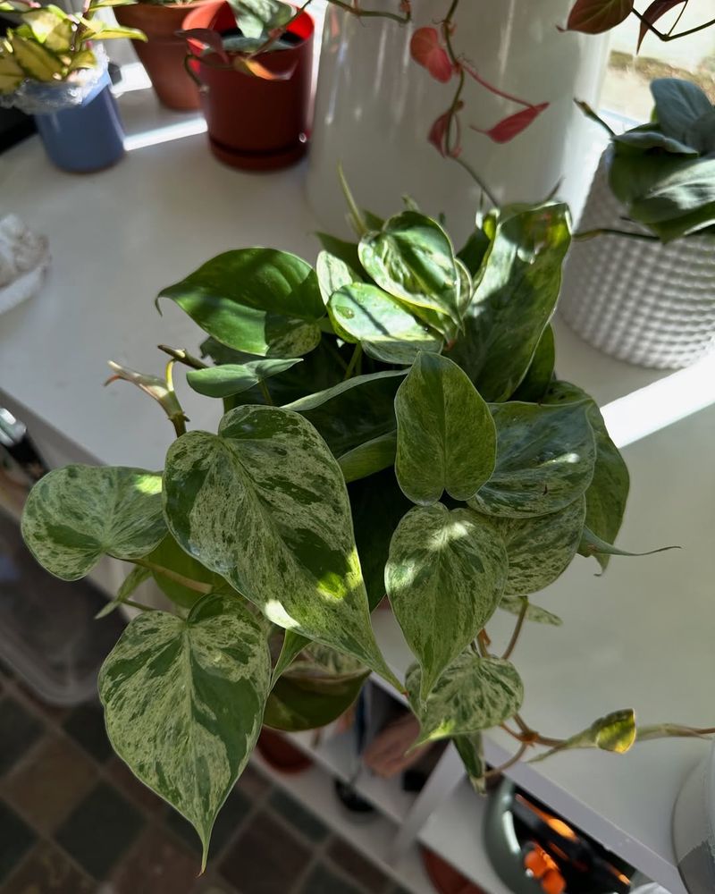 Not Rotating the Plant