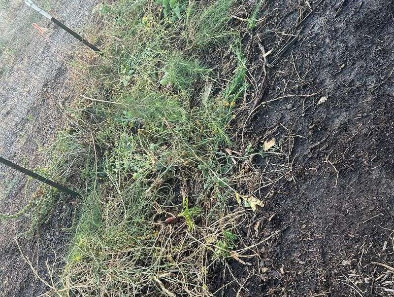 Neglecting Weeds