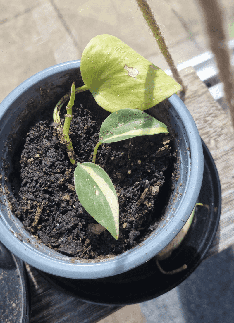 Using the Wrong Soil