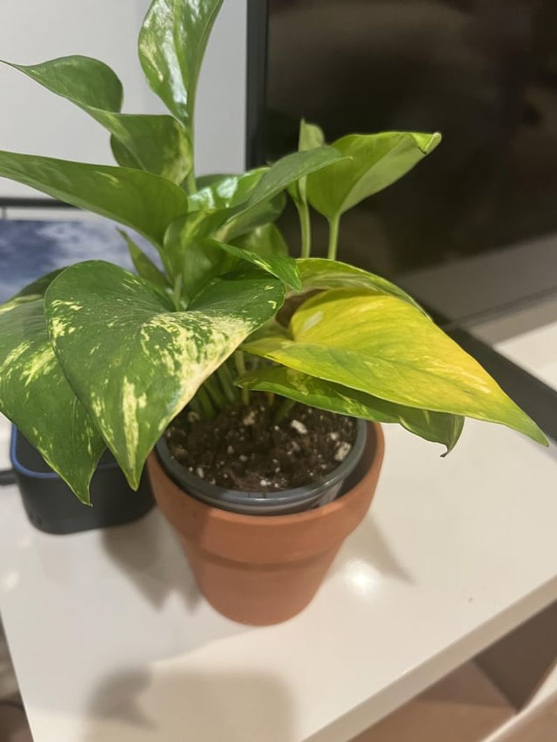 Using Pots Without Drainage
