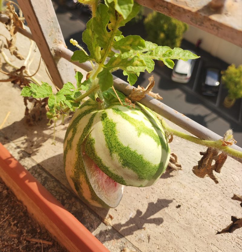 Improper Watering