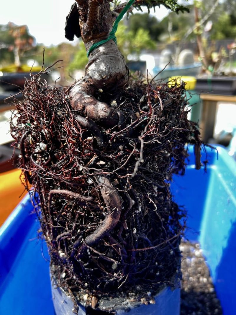 Skipping Root Pruning