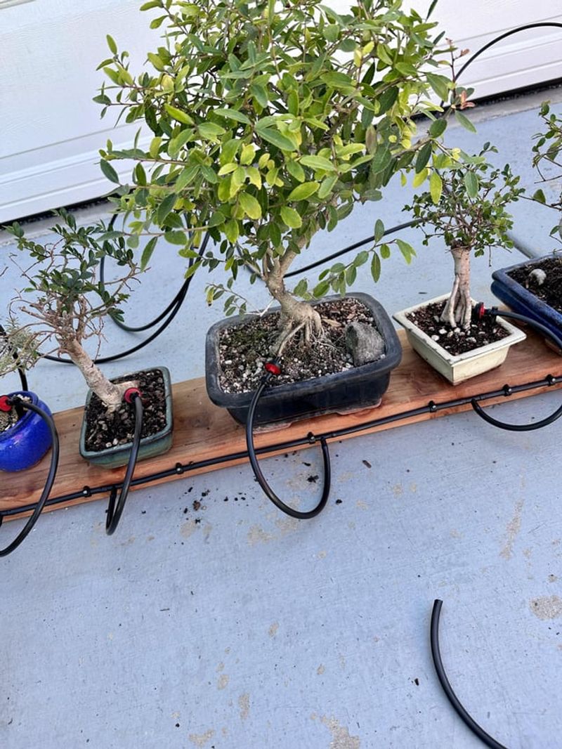 Inconsistent Watering Schedule