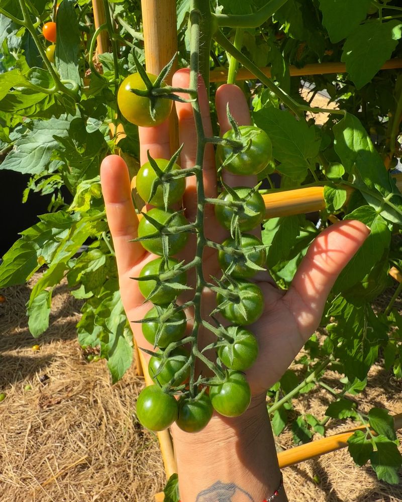 Always Plant In Full Sun Locations