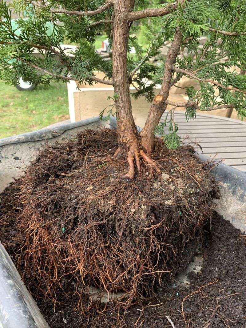 Forgetting to Mulch