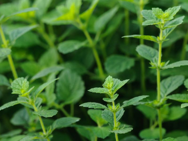Outdoor Planting Strategies