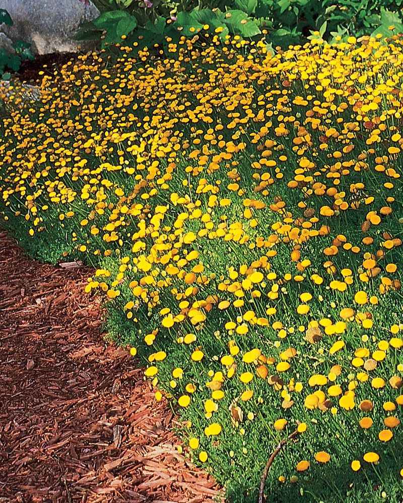 Lawn Reduction With Ground Covers