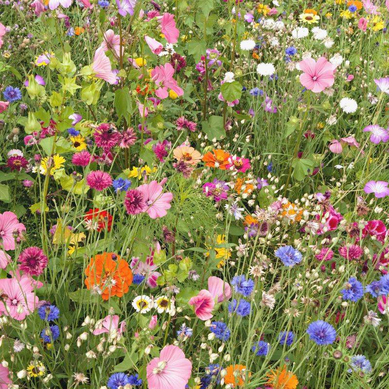 Create A Wildflower Border