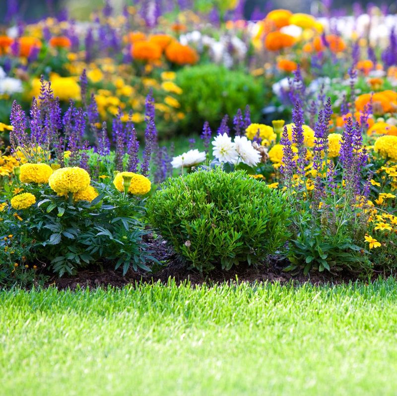 Use Insect-Repellent Plants