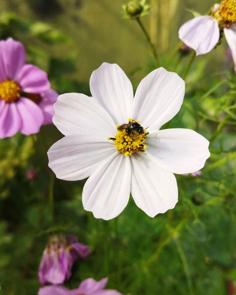 Cosmos