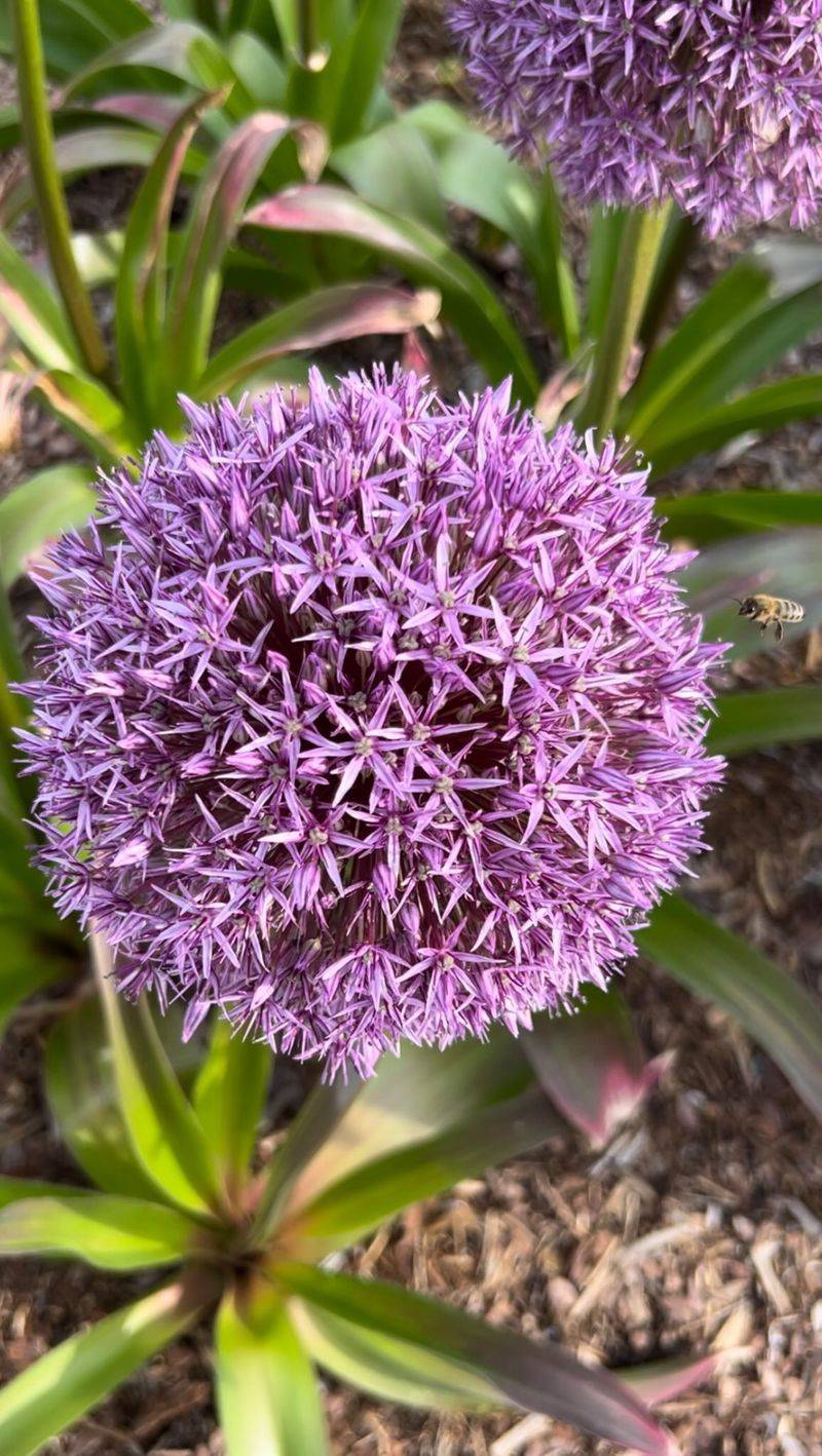 Allium