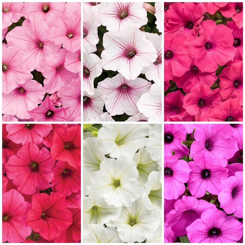 Petunia