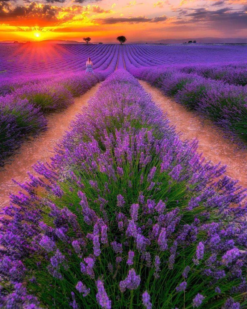 Lavender