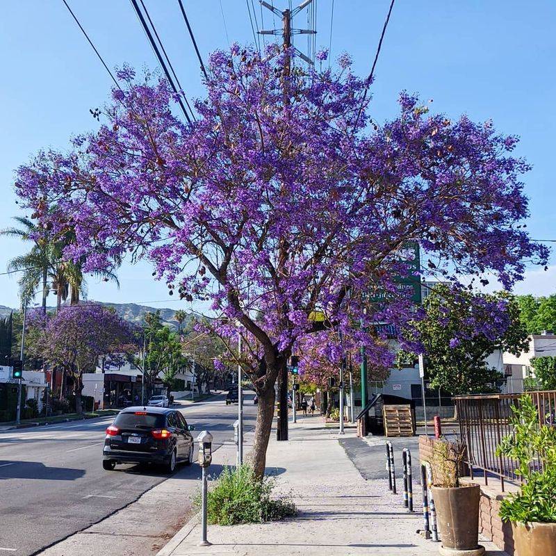 Jacaranda