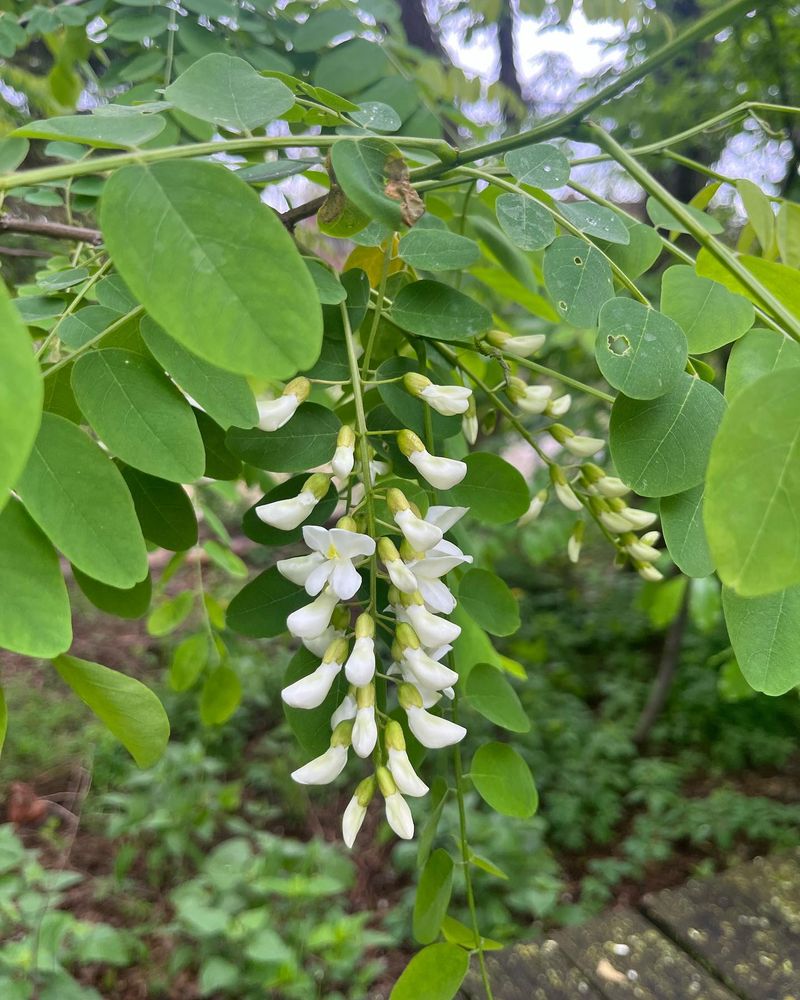 Black Locust