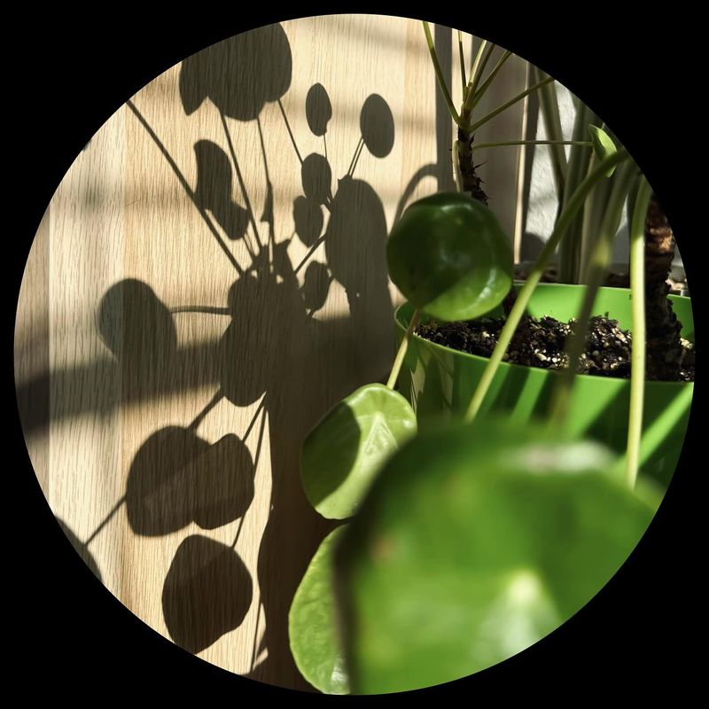 Chinese Money Plant