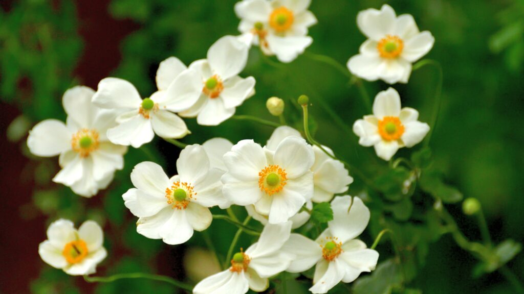 japanese anemone