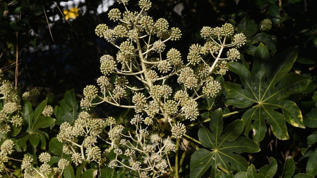 Japanese Aralia
