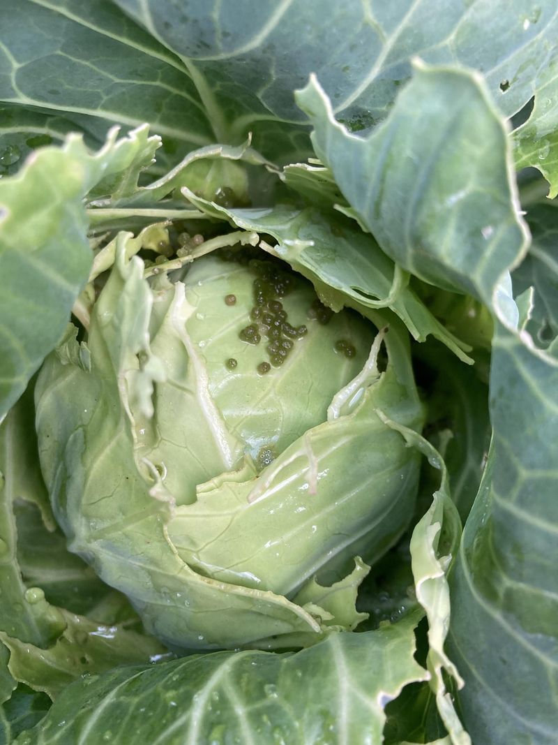 Cabbage Worms