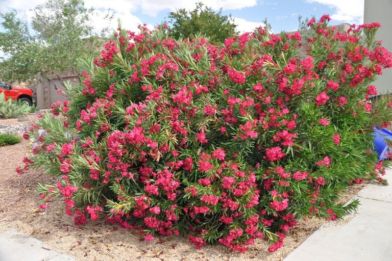 Oleander