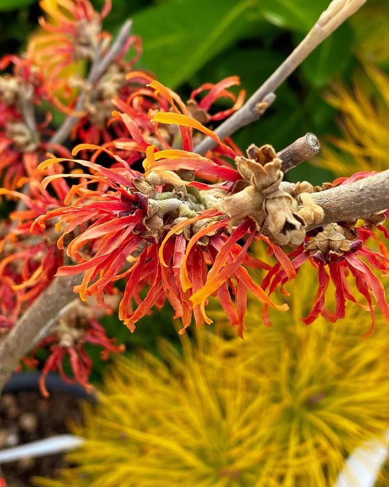 Witch Hazel (Hamamelis x intermedia ‘Jelena’)