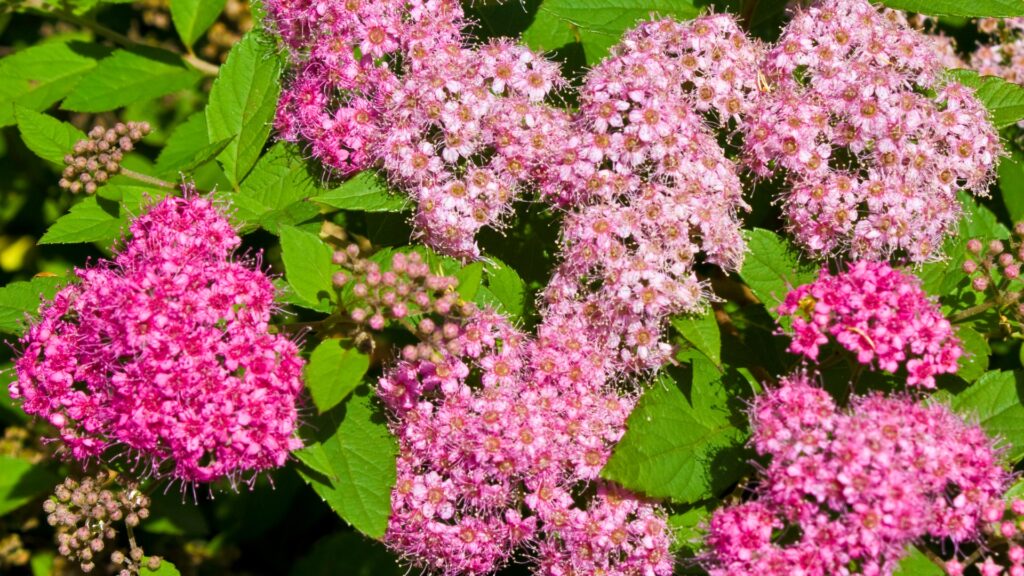japanese spirea
