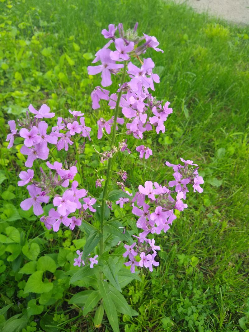 Hesperis