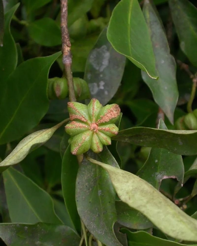 Star Anise