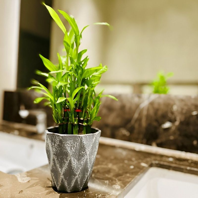 Panda Plant