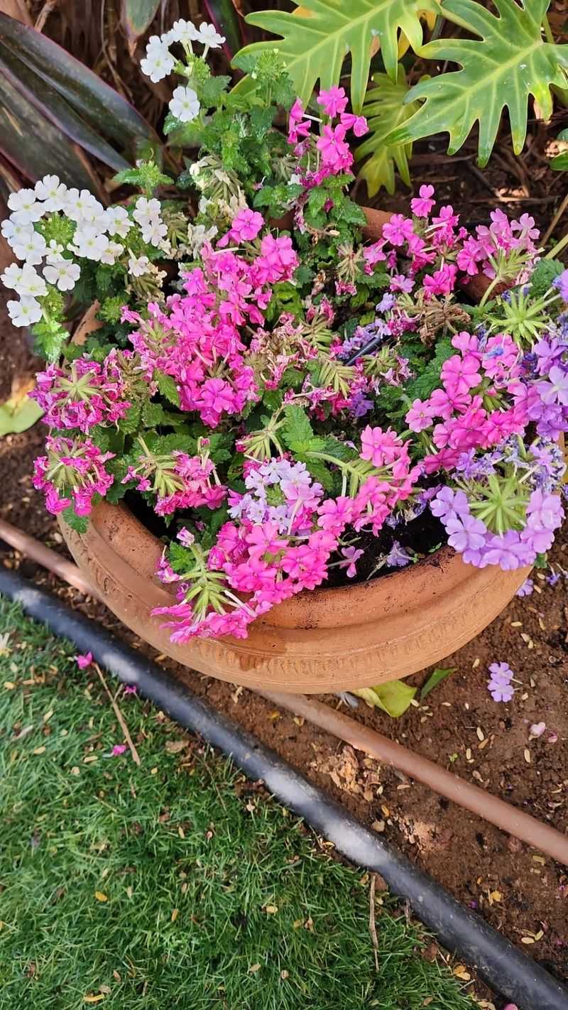 Add A Touch Of Organic Fertilizer